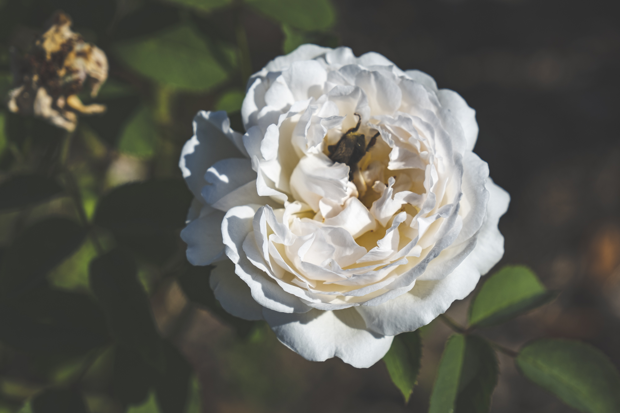 Pflanzung & Pflanzenverkauf