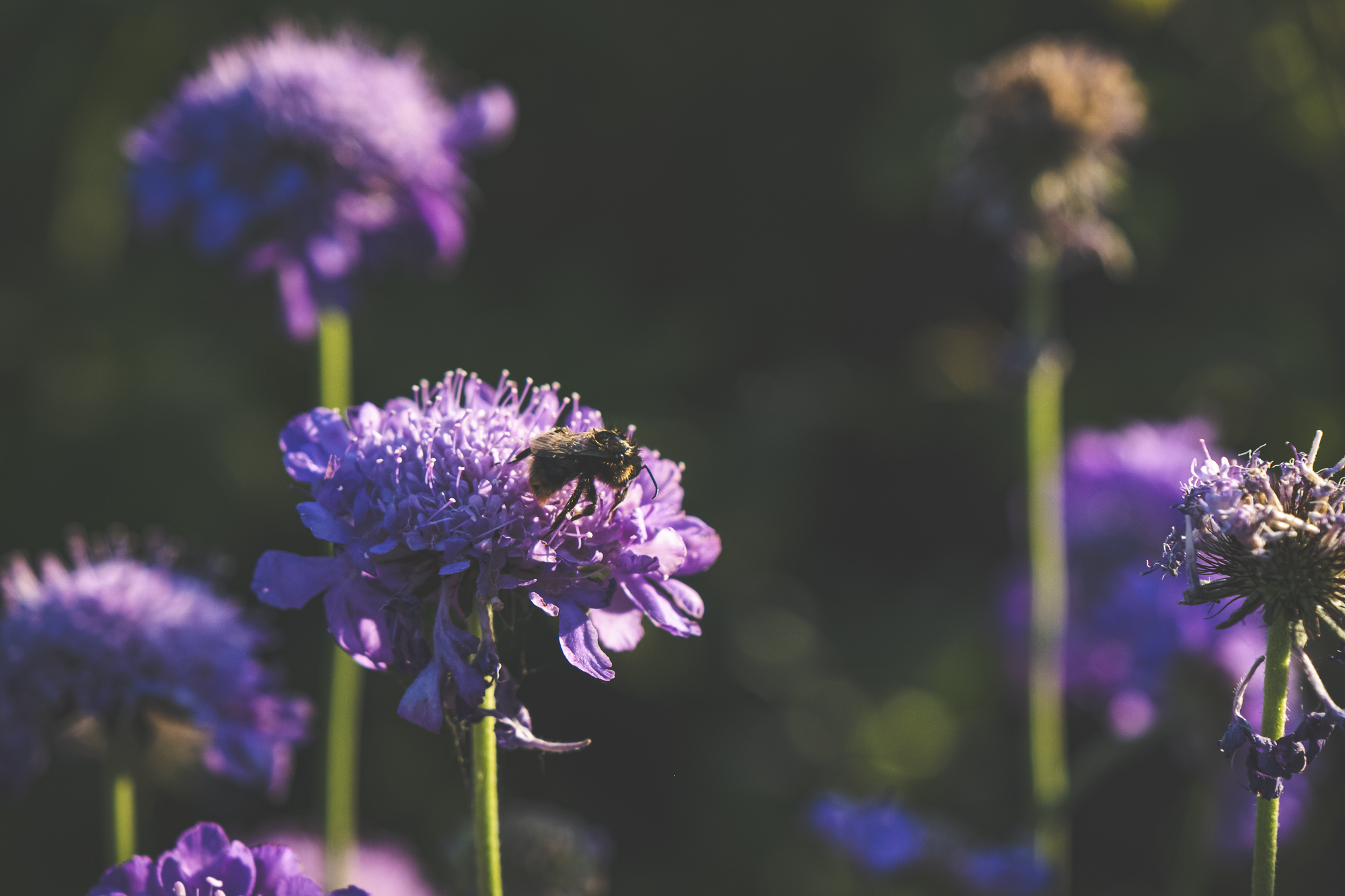 Gaura Whirling Butterflies